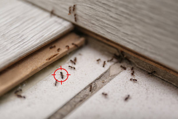 Best Pest Prevention Services  in Mar Mac, NC