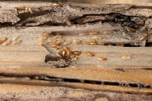 Wasp Removal Services in Mar Mac, NC